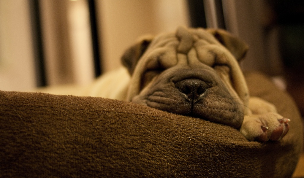 Dog Breed Shar Pei Is Sleeping