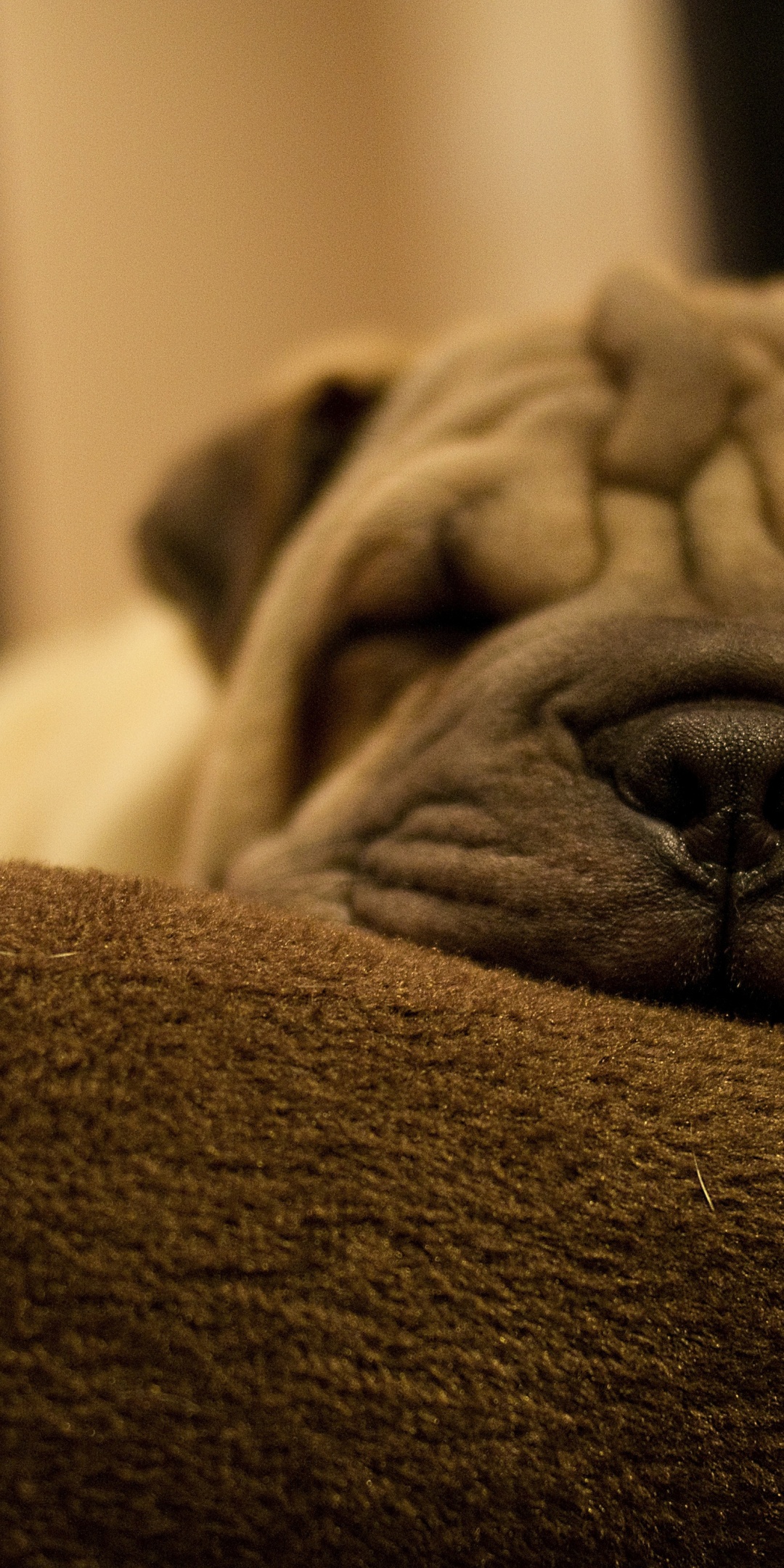 Dog Breed Shar Pei Is Sleeping