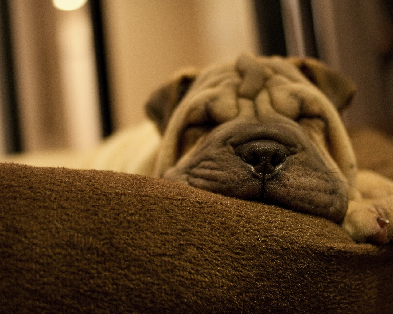 Dog Breed Shar Pei Is Sleeping