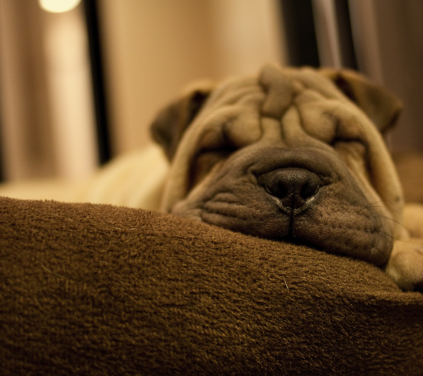 Dog Breed Shar Pei Is Sleeping