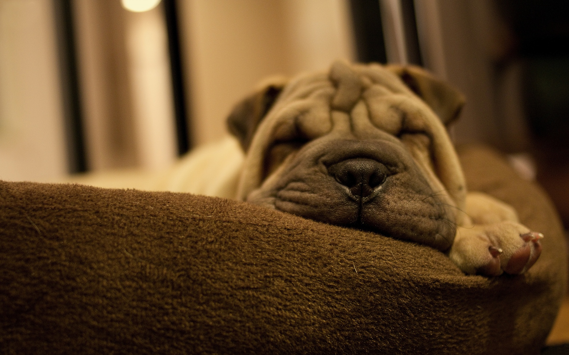 Dog Breed Shar Pei Is Sleeping