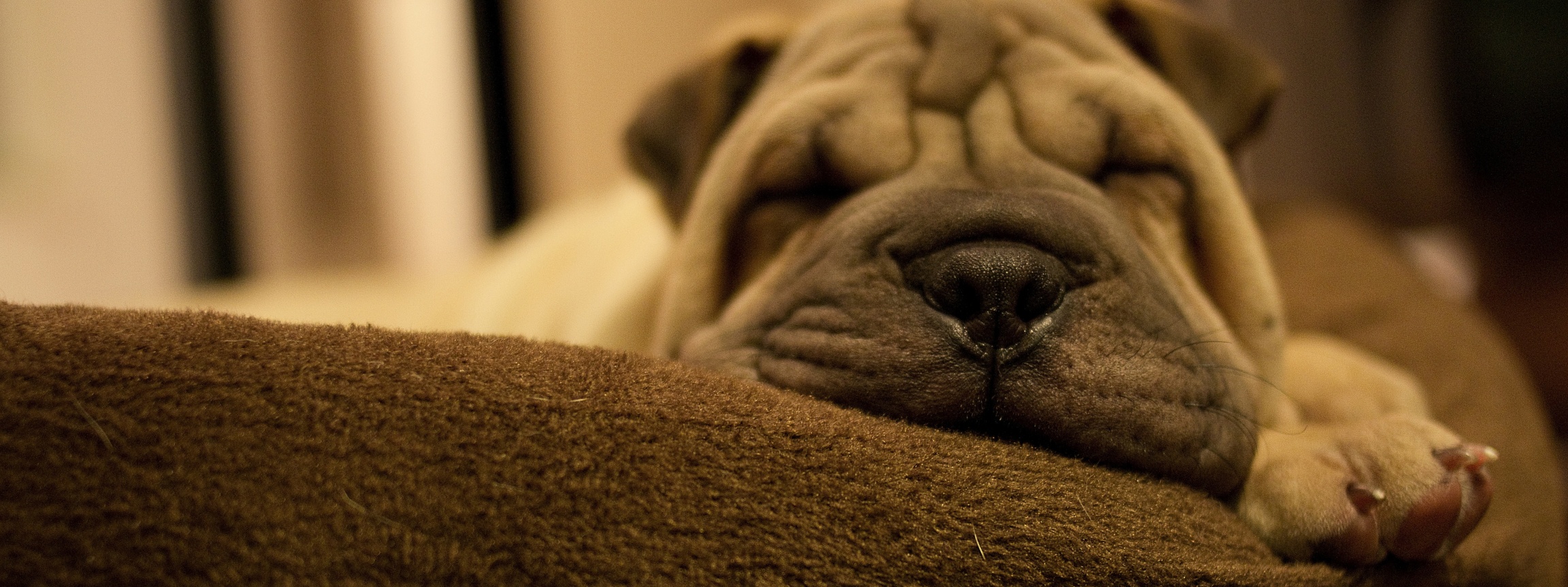 Dog Breed Shar Pei Is Sleeping