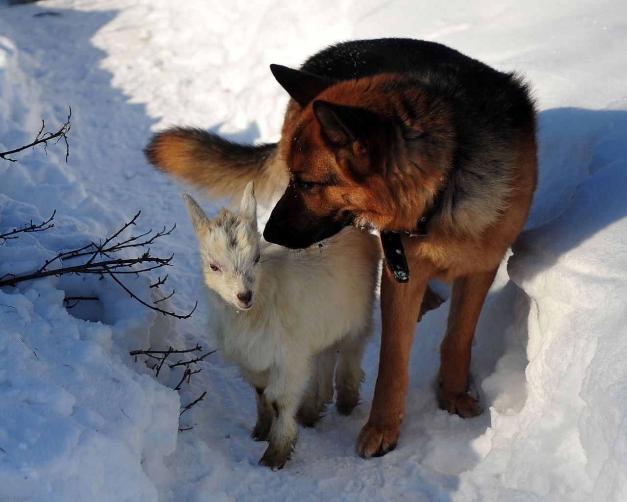 Dog Hunting Snow Winter