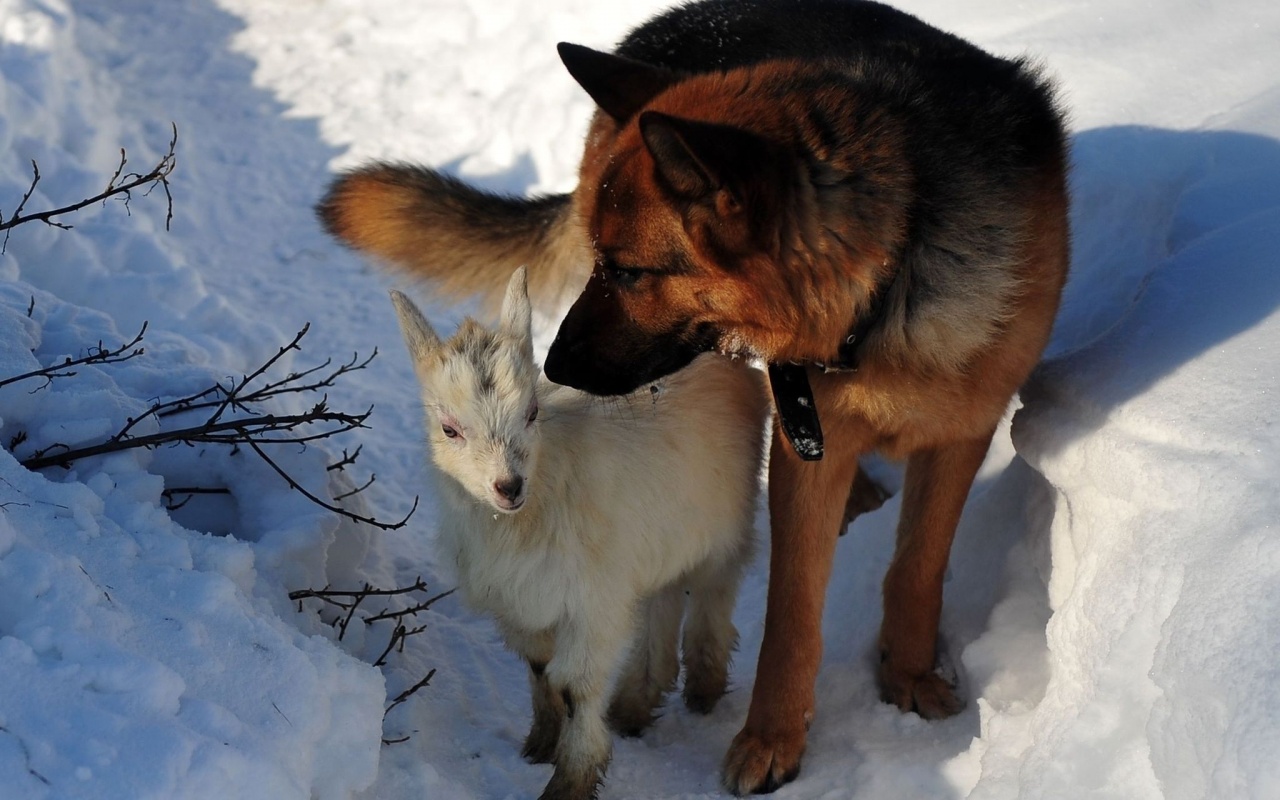 Dog Hunting Snow Winter