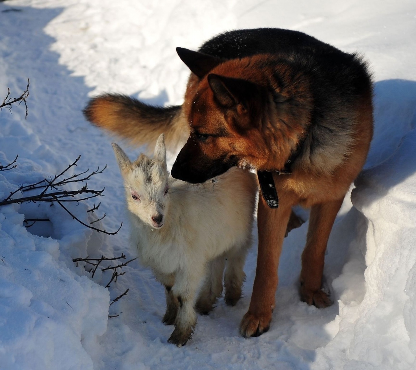 Dog Hunting Snow Winter