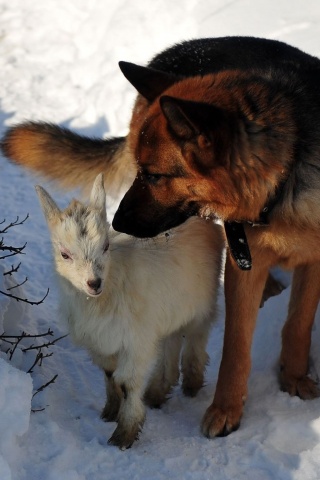 Dog Hunting Snow Winter