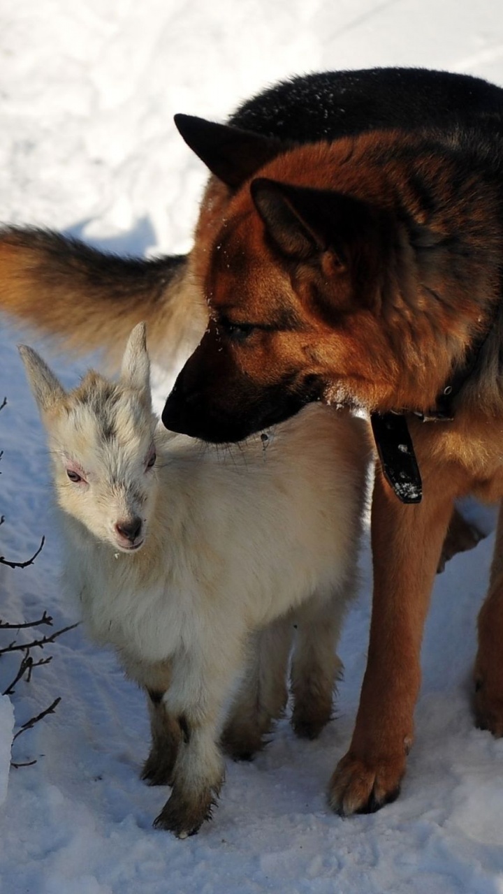 Dog Hunting Snow Winter