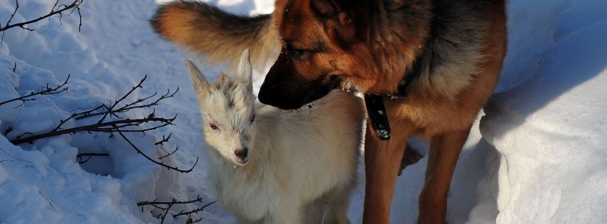 Dog Hunting Snow Winter