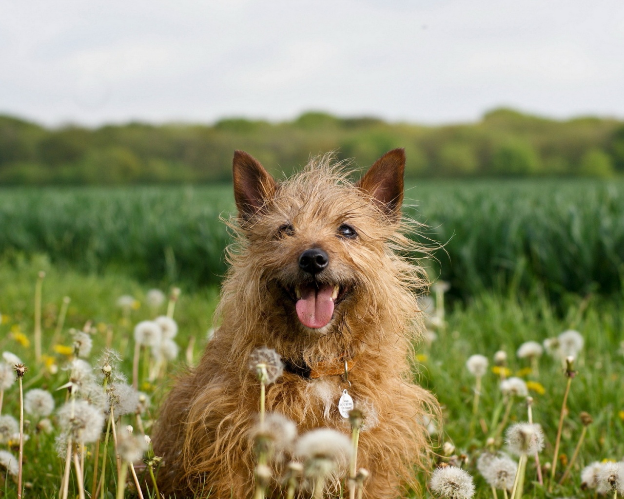 Dog In Dandelion Field