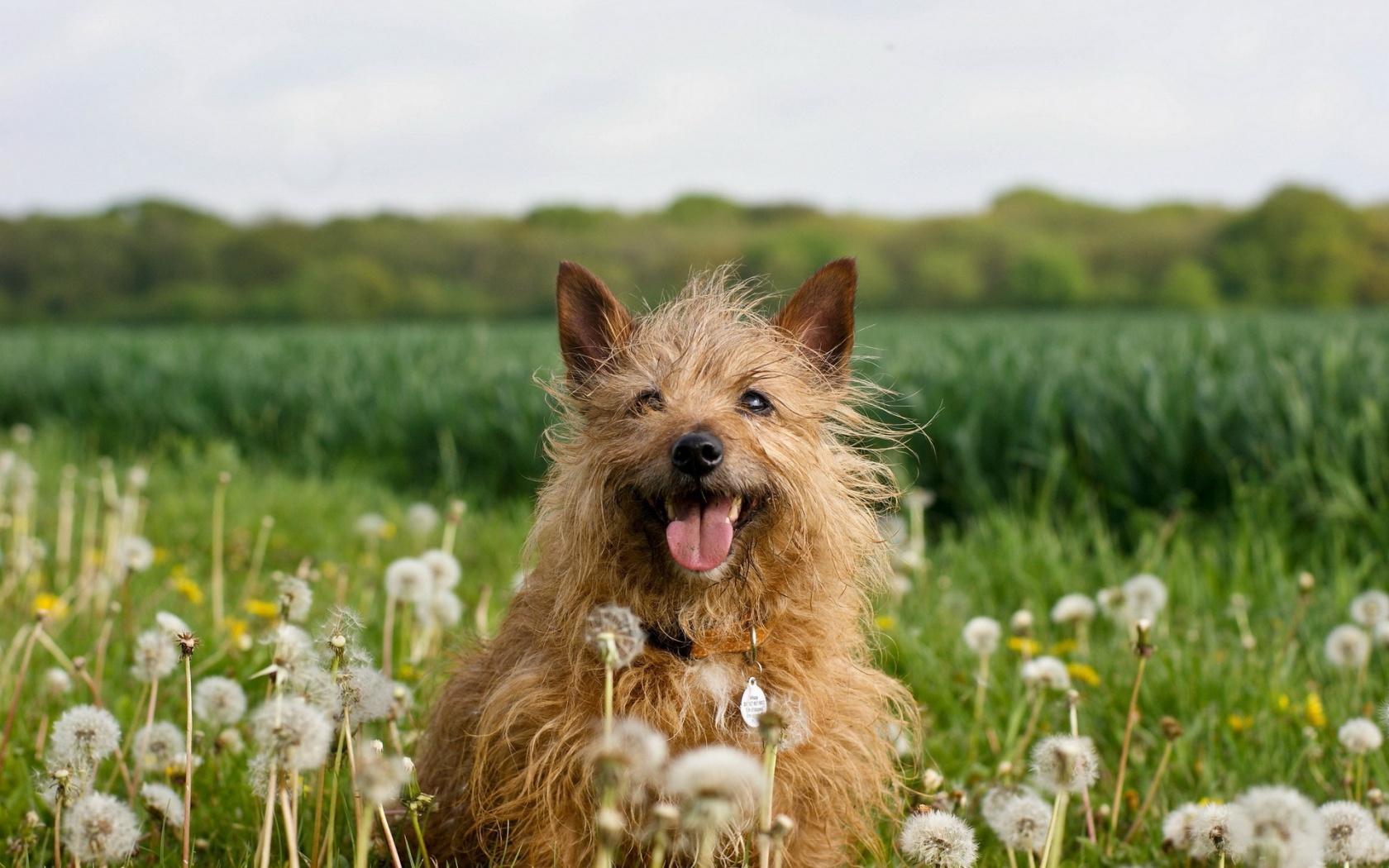 Dog In Dandelion Field