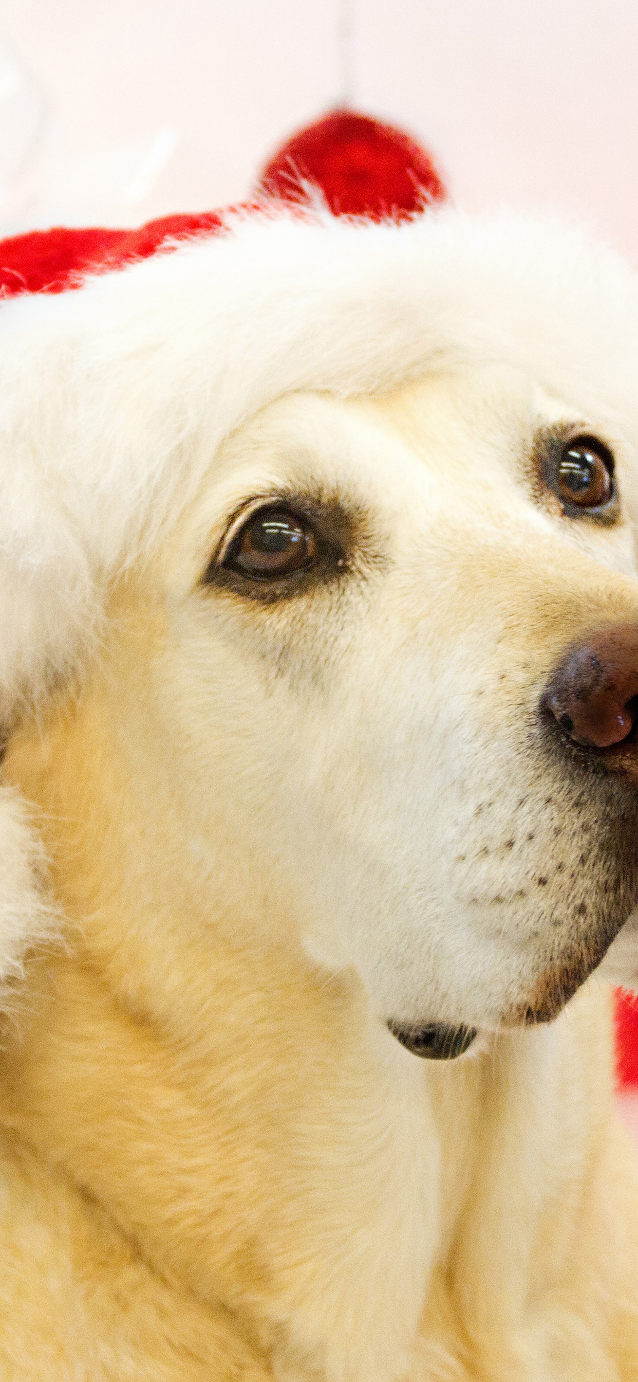 Dog In Santa Hats