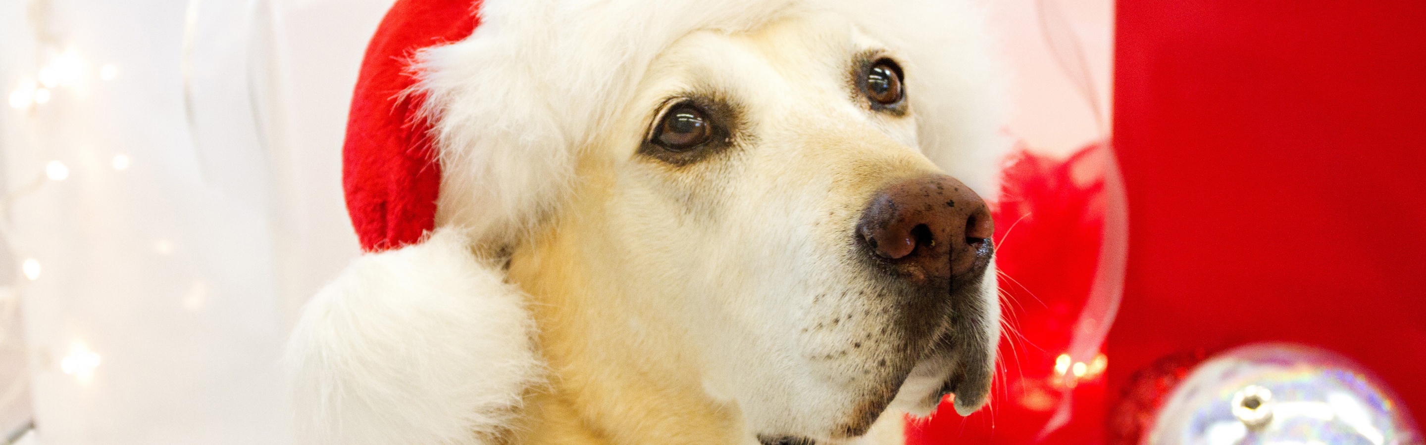 Dog In Santa Hats