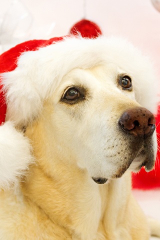 Dog In Santa Hats