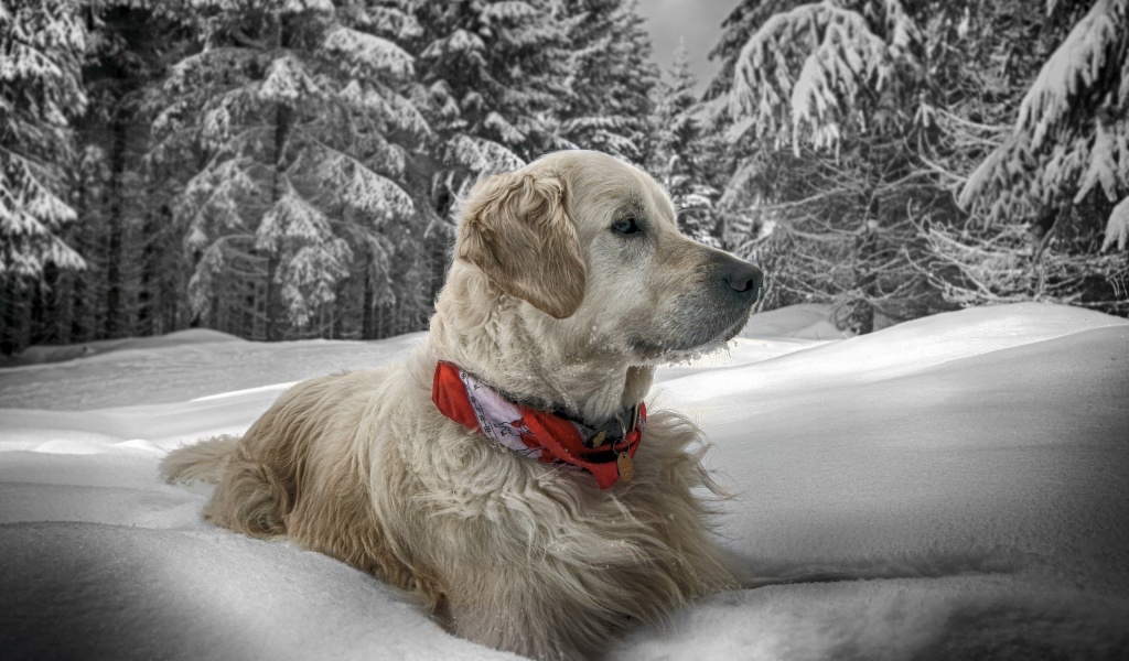 Dog In Snow Winter