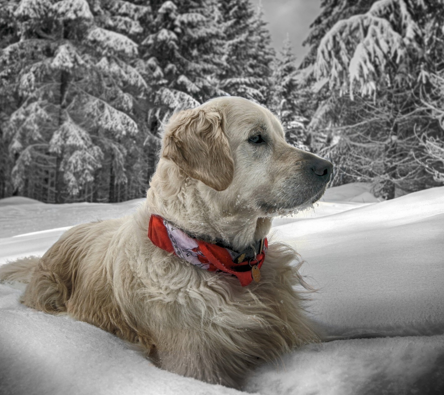 Dog In Snow Winter