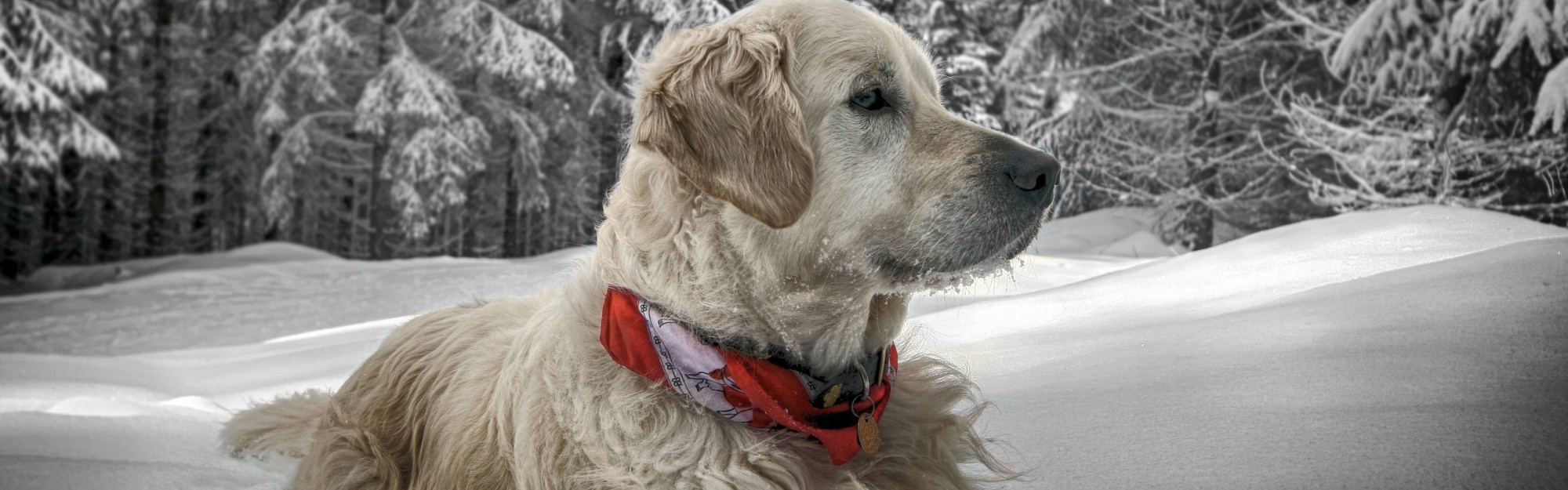 Dog In Snow Winter