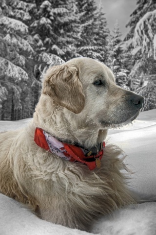 Dog In Snow Winter