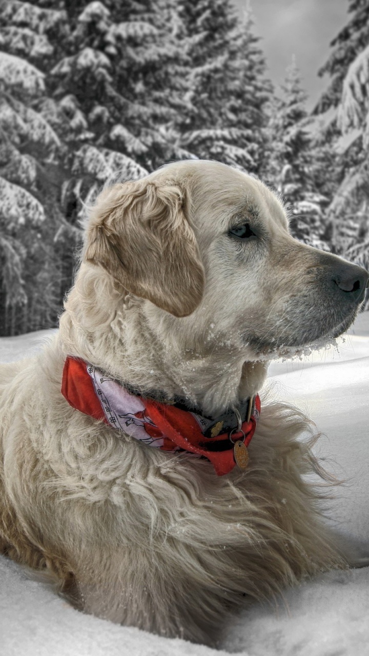 Dog In Snow Winter