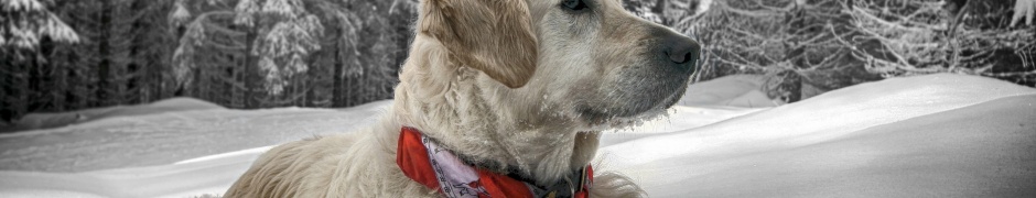 Dog In Snow Winter