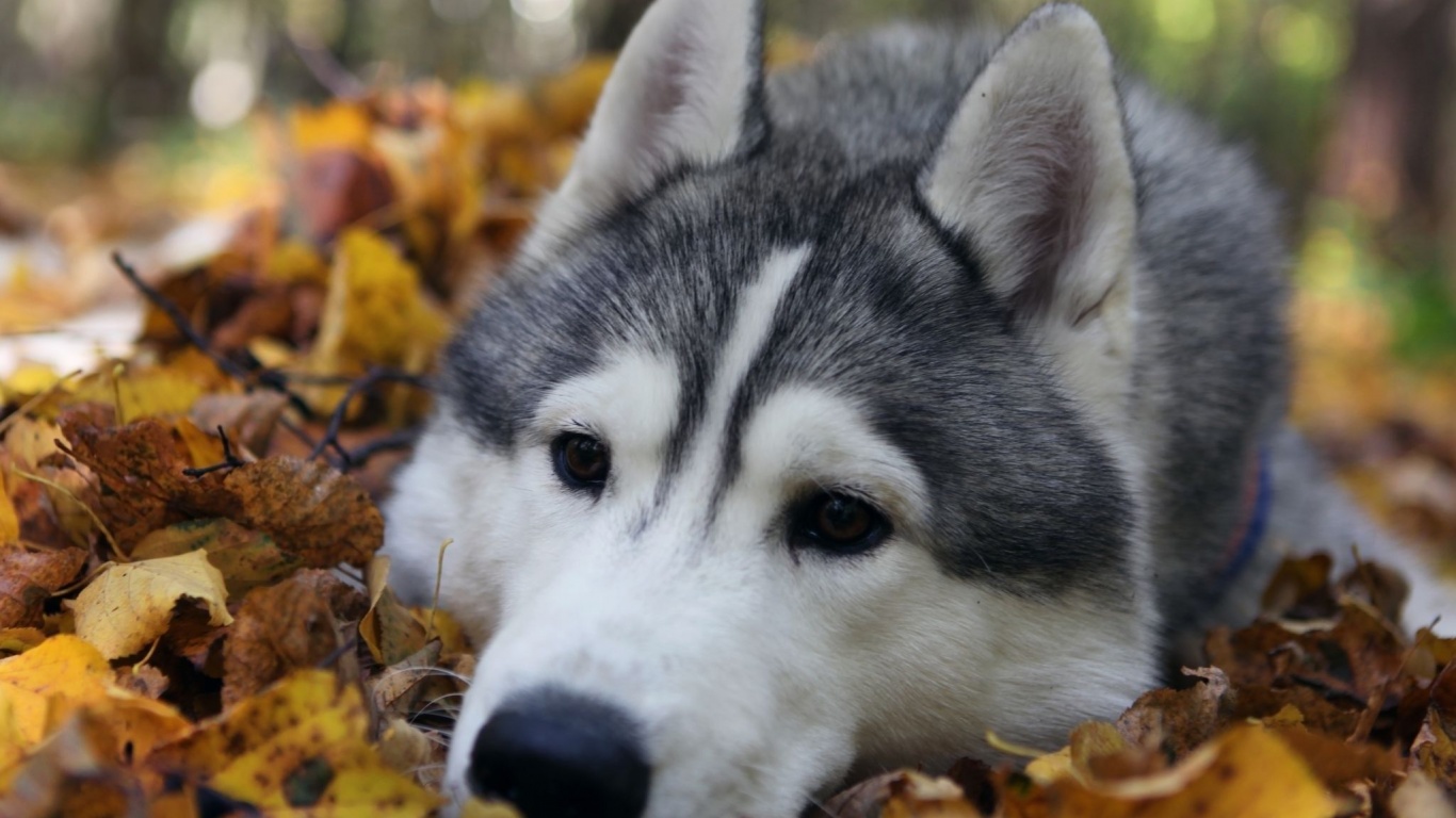 Dog Muzzle Grass Leaves