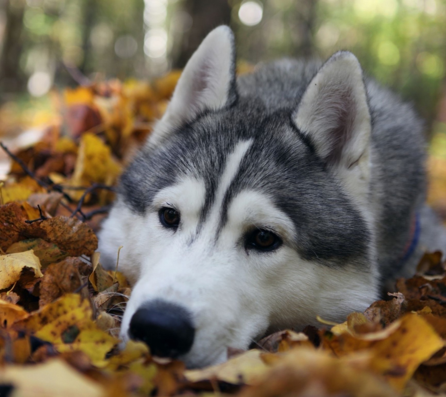 Dog Muzzle Grass Leaves