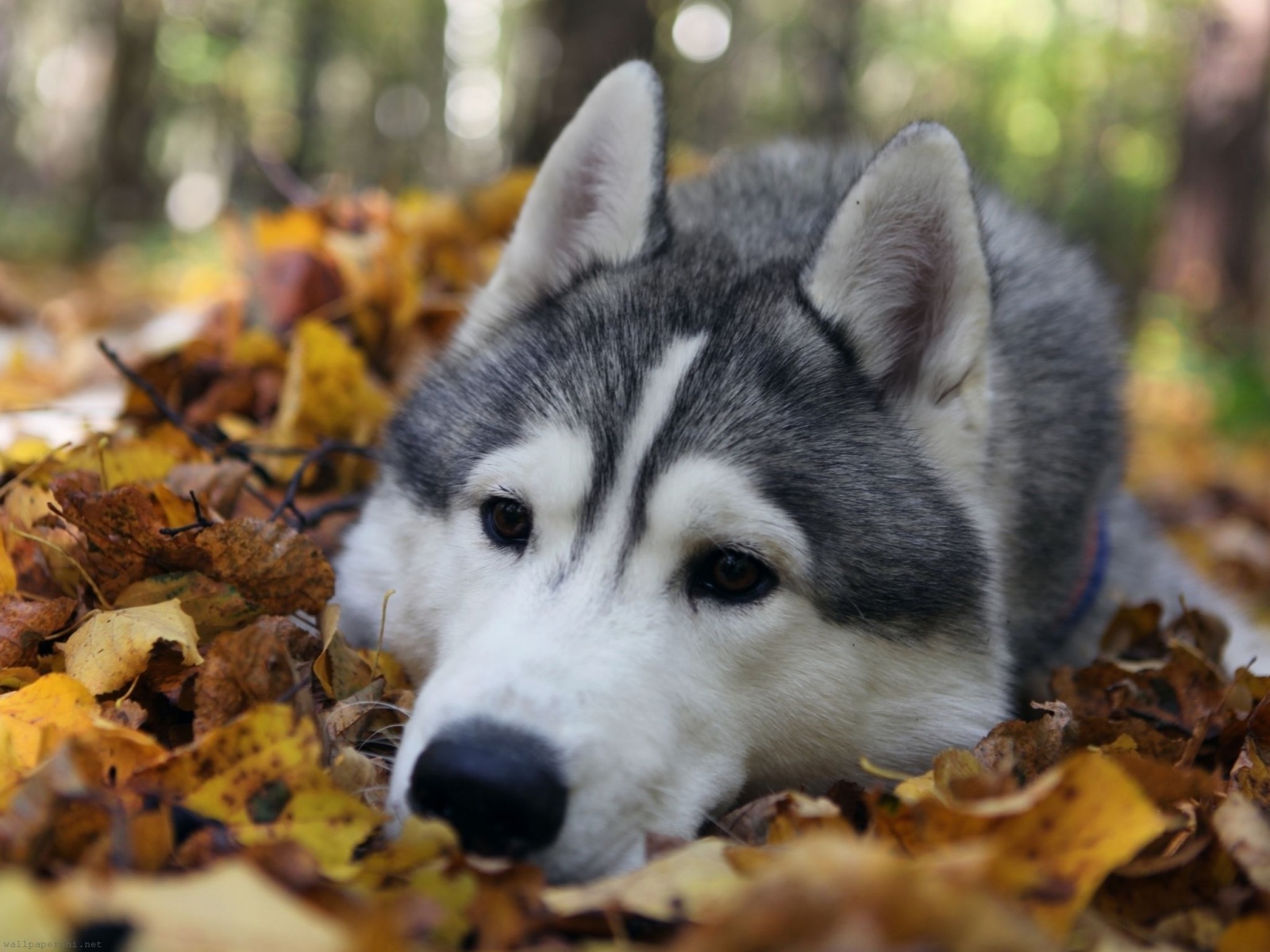 Dog Muzzle Grass Leaves