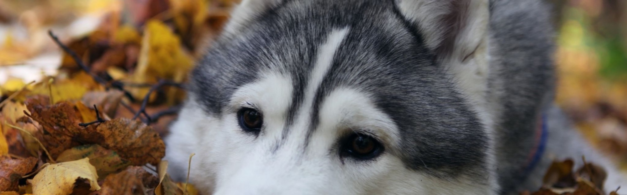 Dog Muzzle Grass Leaves