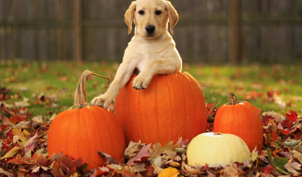 Dog Pumpkins