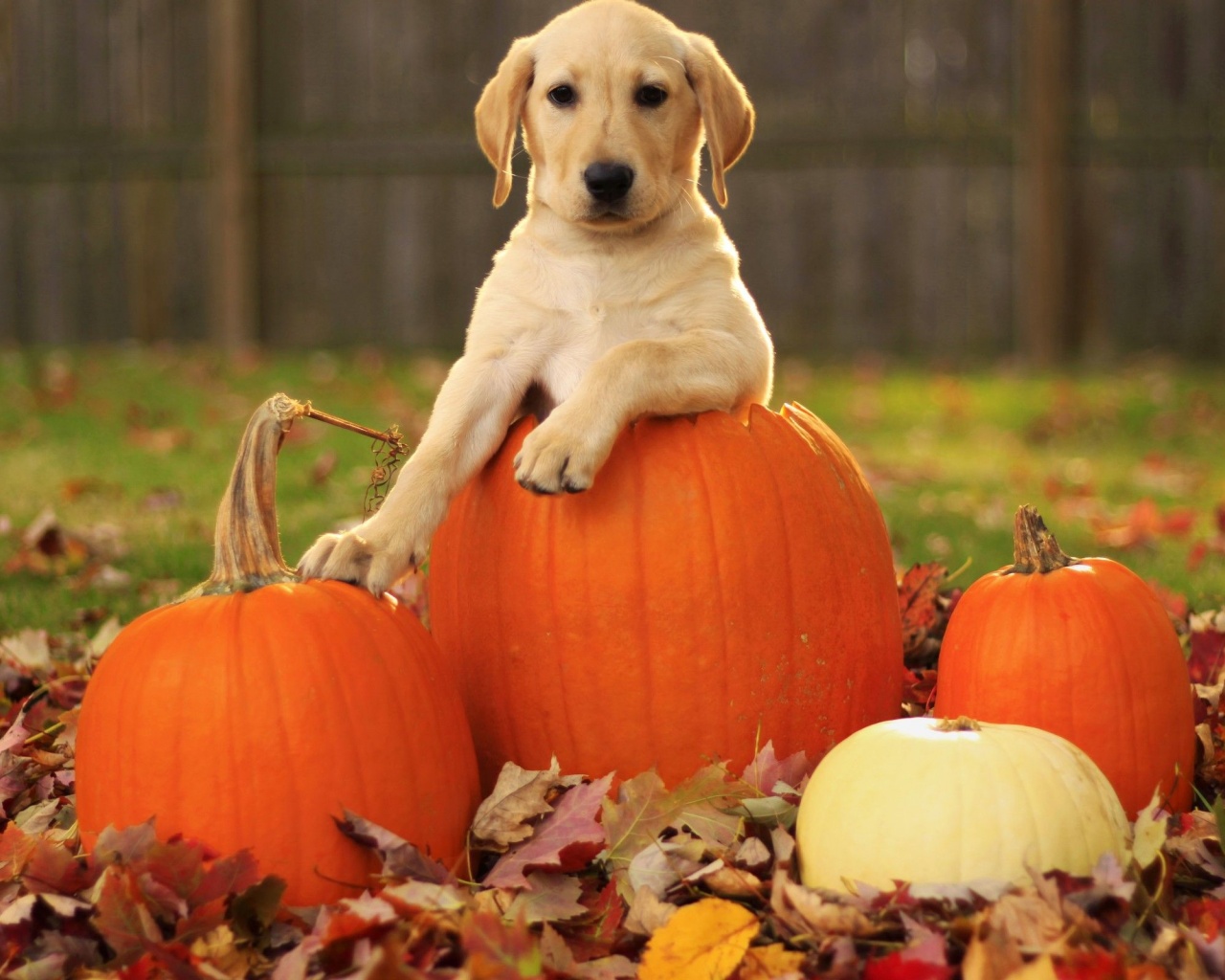 Dog Pumpkins