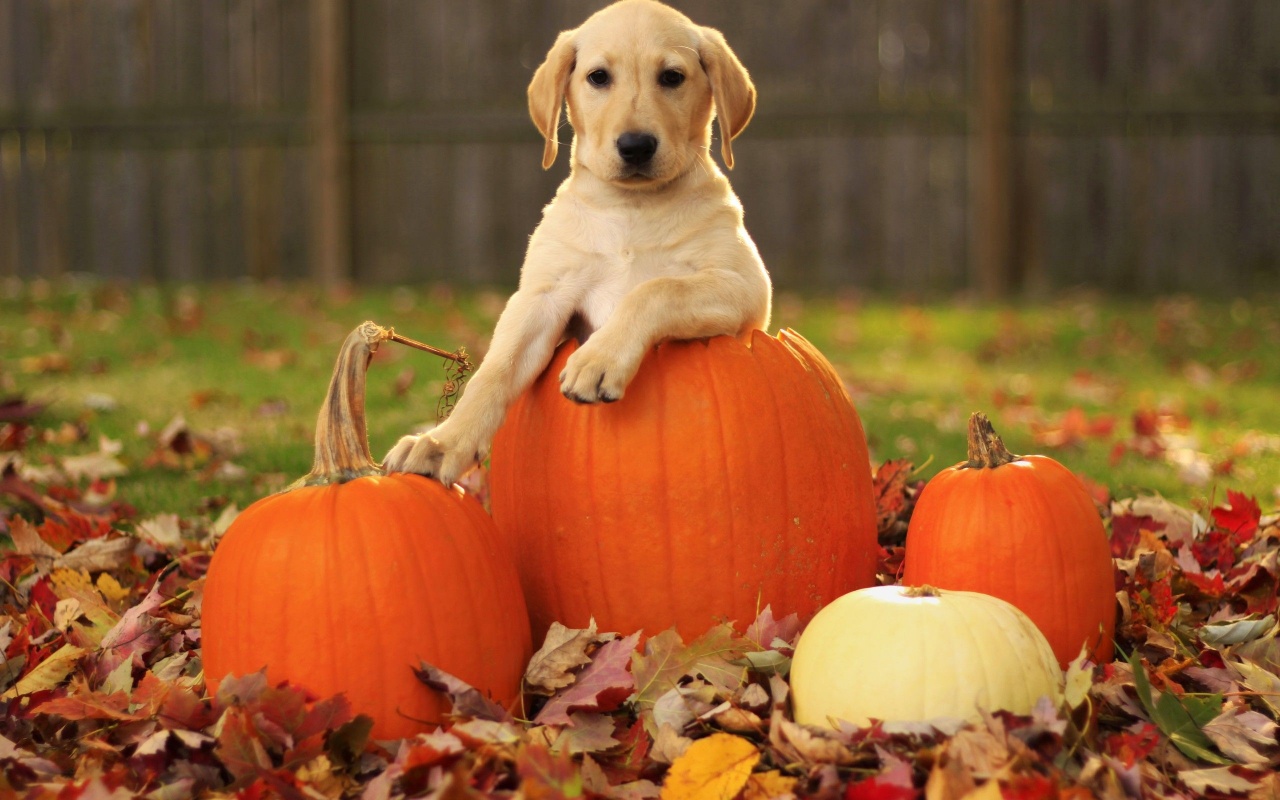 Dog Pumpkins