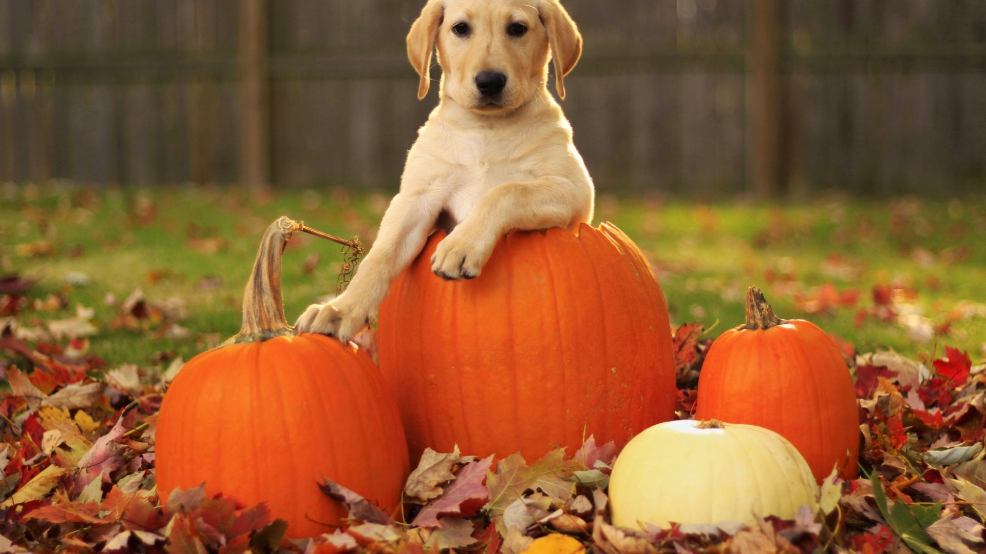 Dog Pumpkins