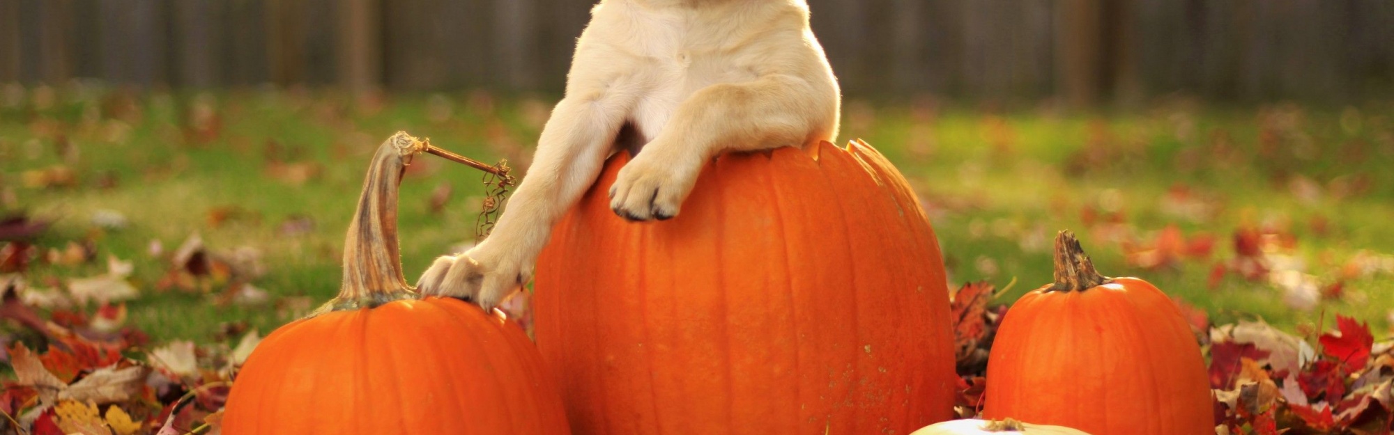 Dog Pumpkins