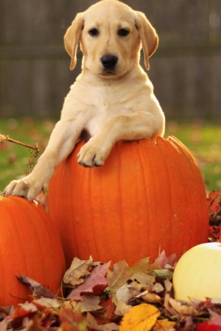 Dog Pumpkins