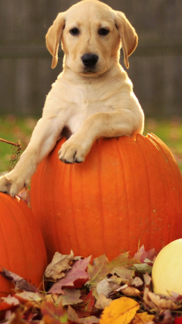 Dog Pumpkins