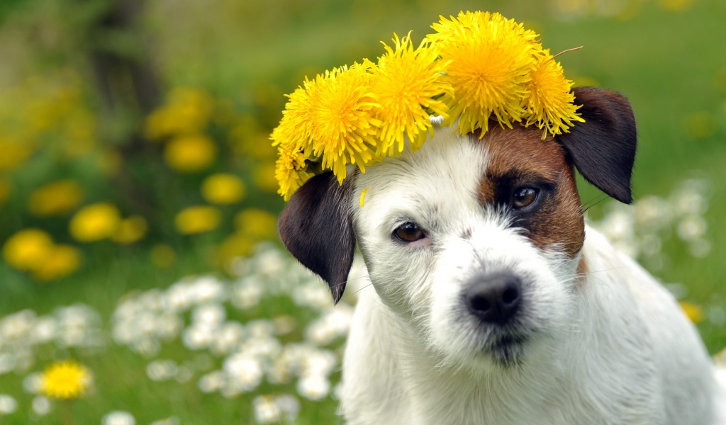 Dog With A Cap Of Dandelion