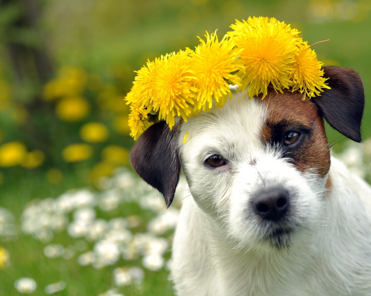 Dog With A Cap Of Dandelion