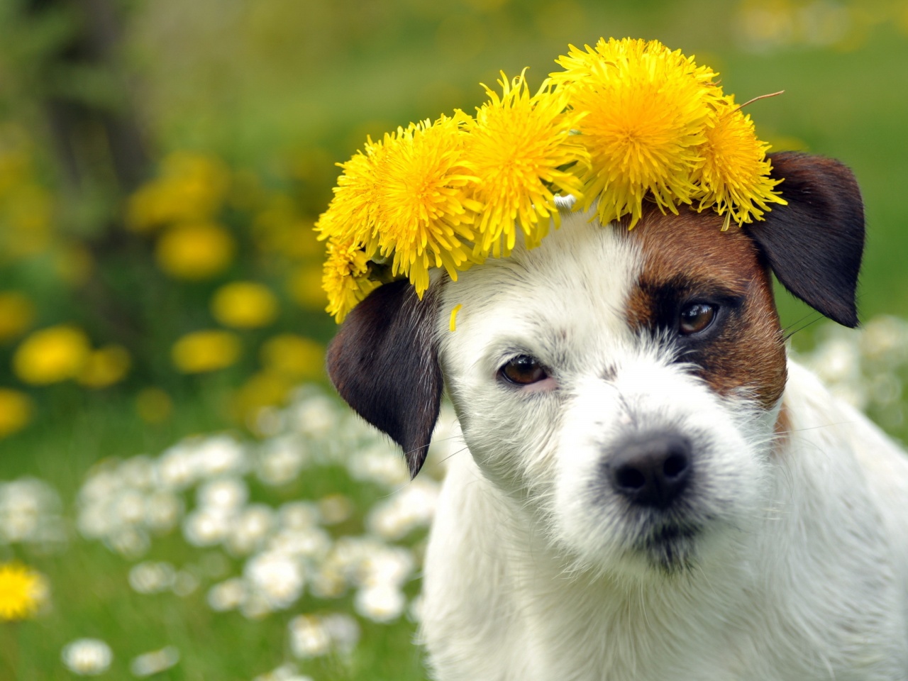 Dog With A Cap Of Dandelion