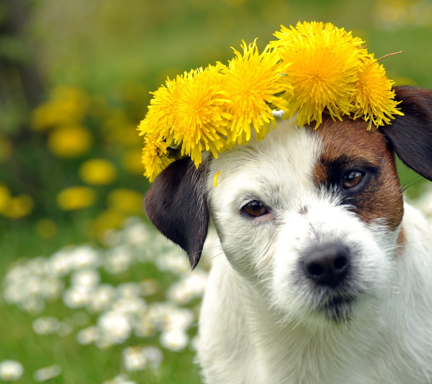 Dog With A Cap Of Dandelion