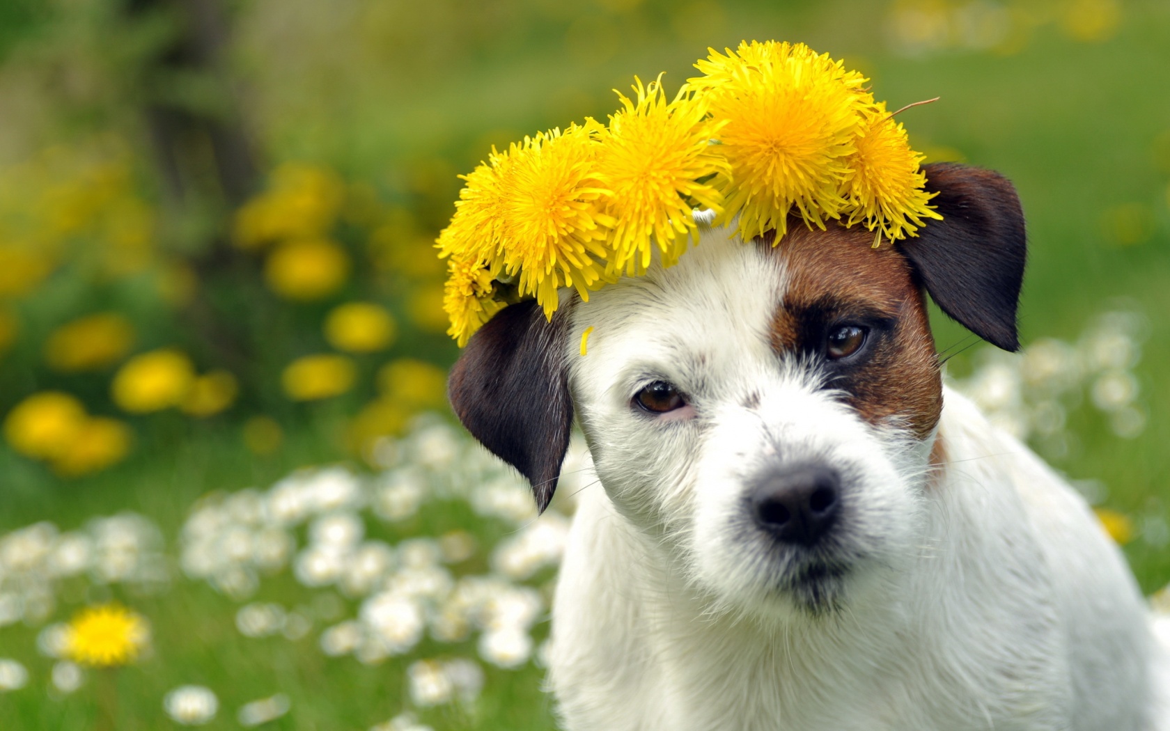 Dog With A Cap Of Dandelion