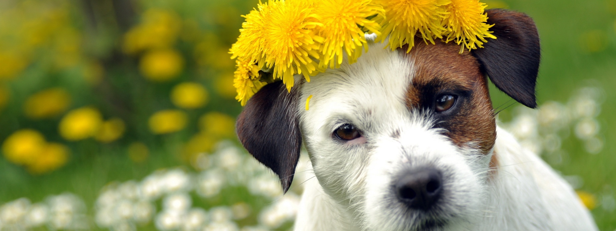 Dog With A Cap Of Dandelion