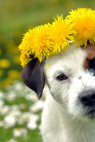 Dog With A Cap Of Dandelion