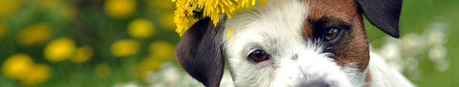 Dog With A Cap Of Dandelion