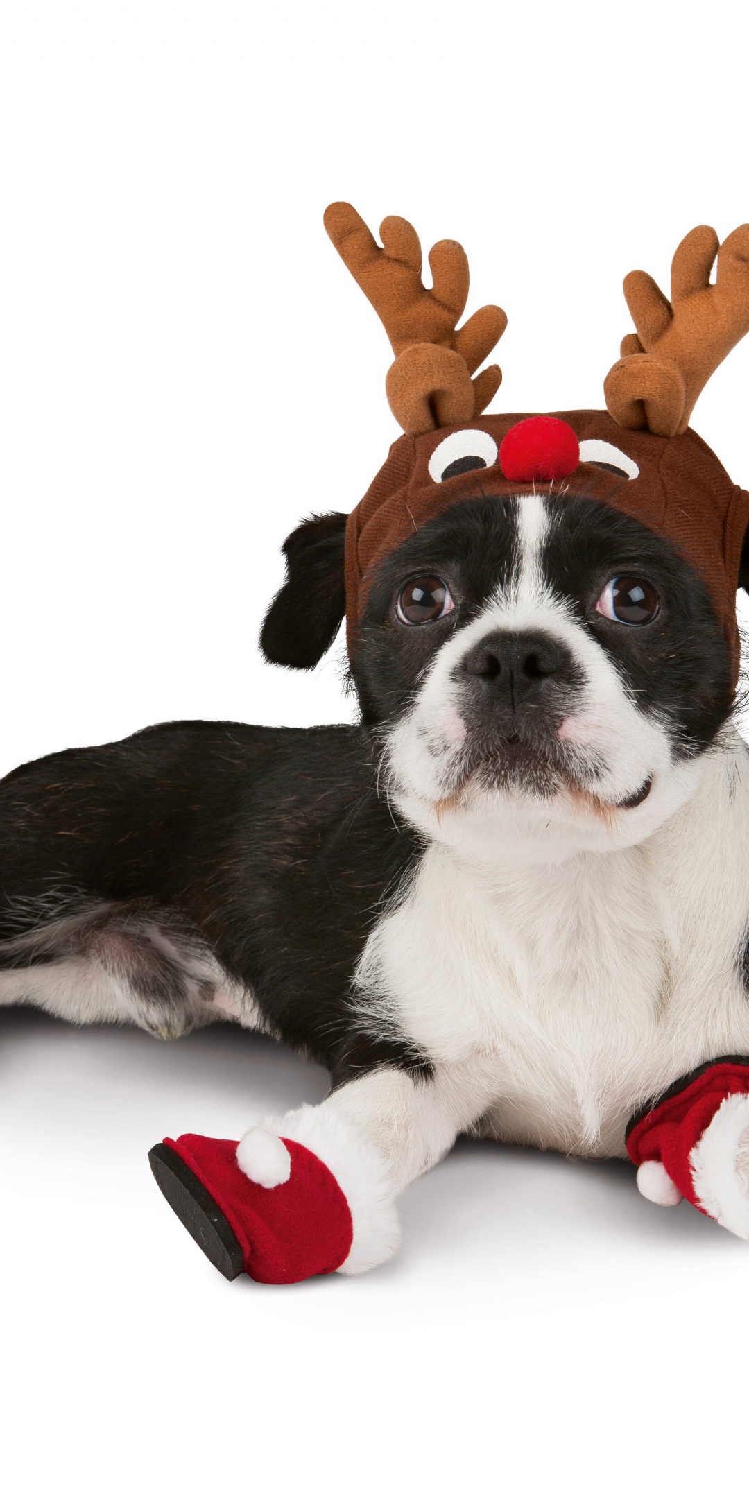 Dog With Xmas Booties Reindeer Hat