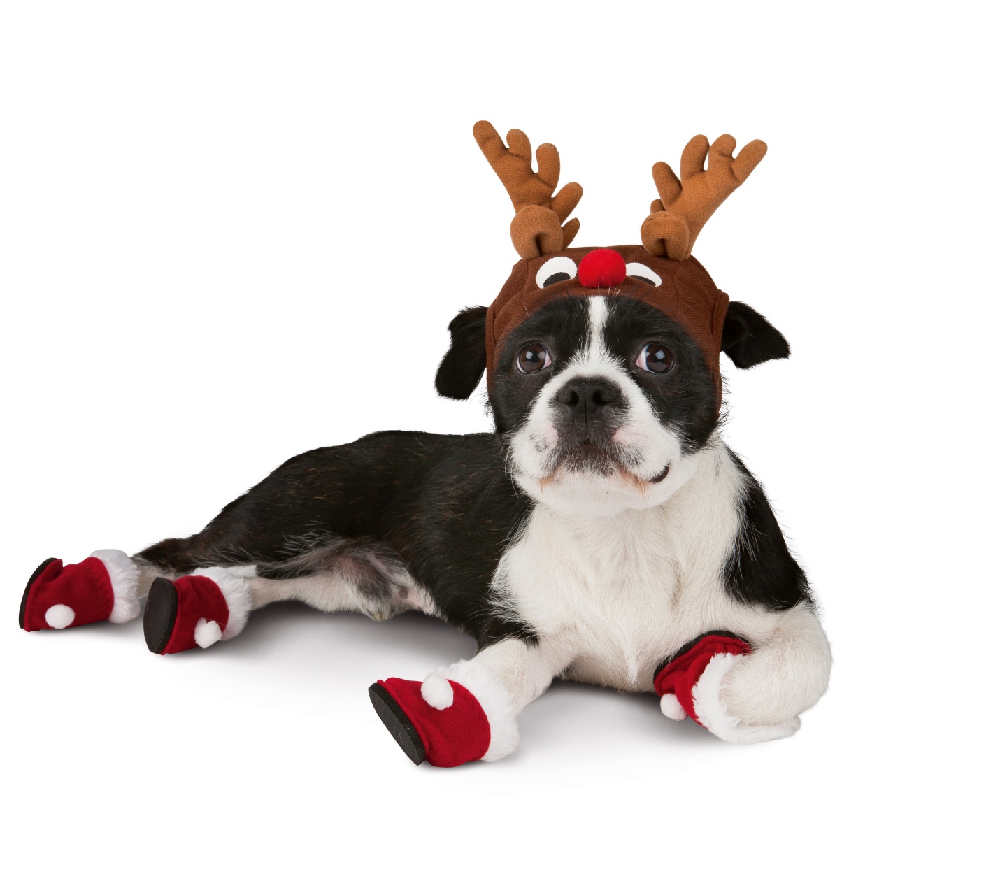 Dog With Xmas Booties Reindeer Hat