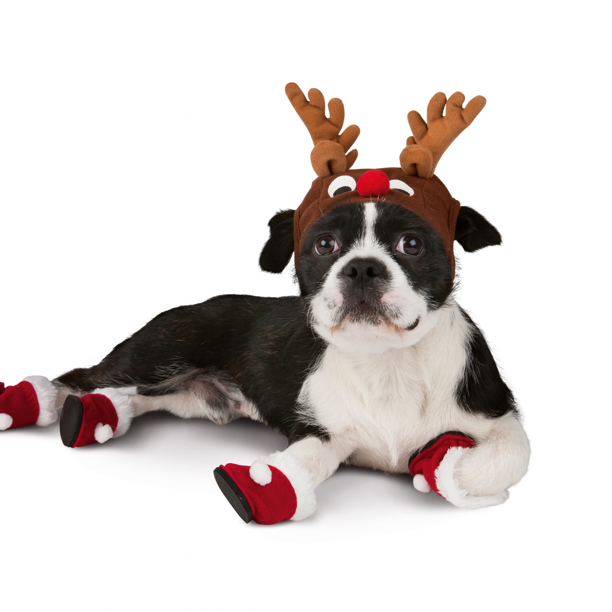 Dog With Xmas Booties Reindeer Hat