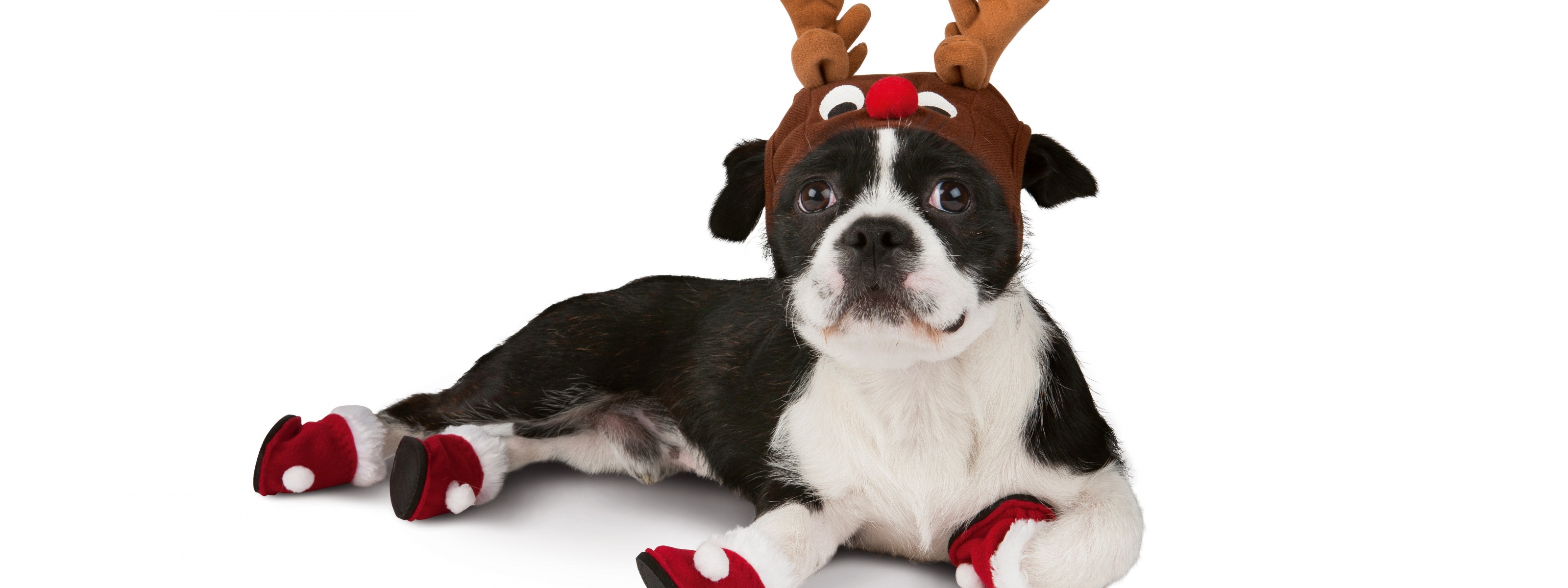 Dog With Xmas Booties Reindeer Hat