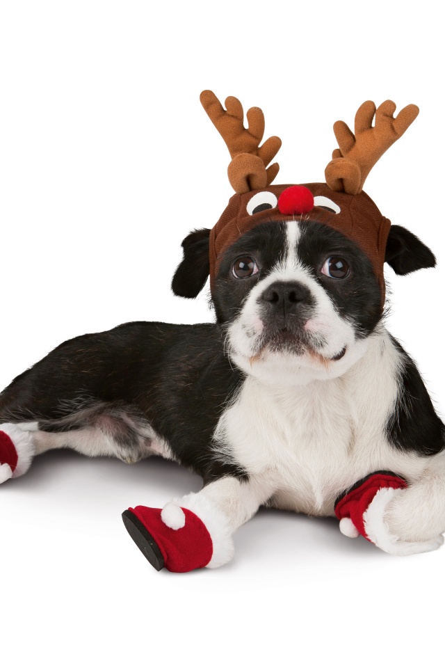 Dog With Xmas Booties Reindeer Hat