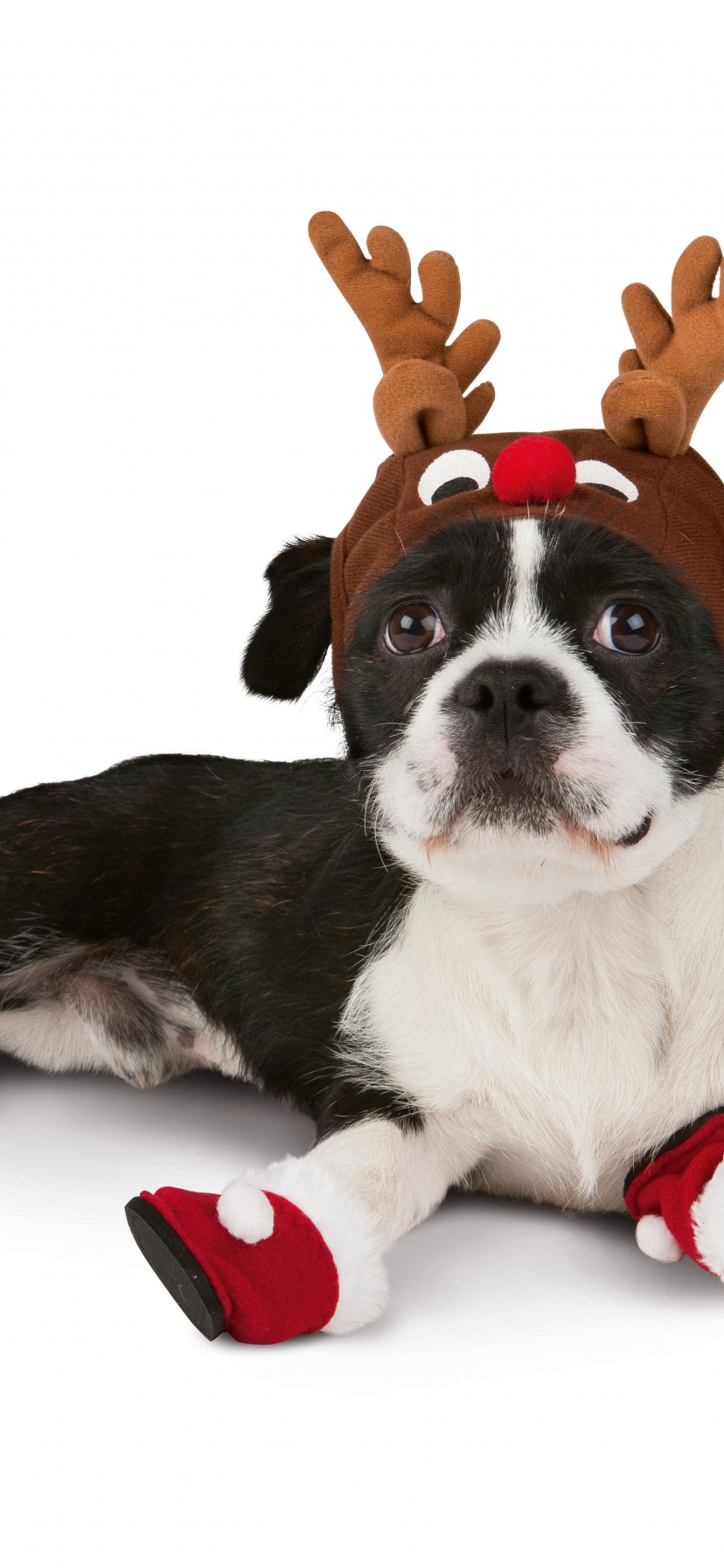 Dog With Xmas Booties Reindeer Hat