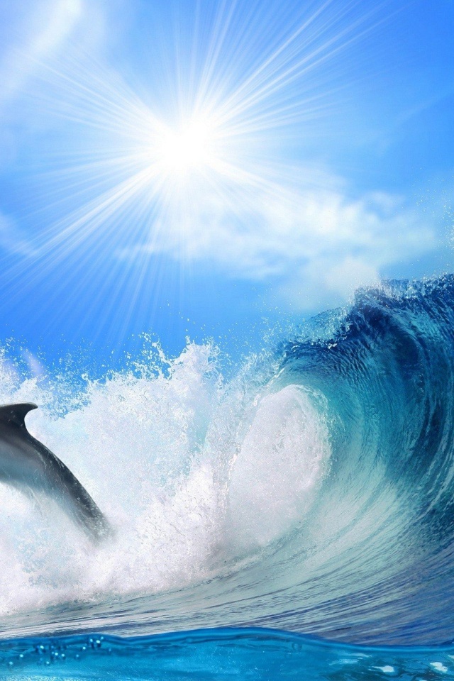 Dolphin Jump