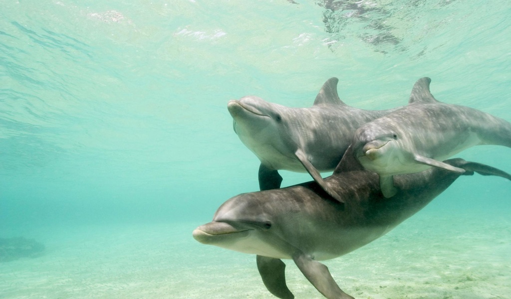 Dolphins